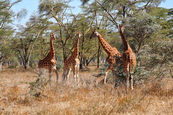 6days Masai mara-lake nakuru via Lake naivasha-Amboseli 4x4 jeep Safari - A broad Kenya safari in only six days