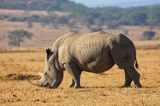 6days Masai mara-lake nakuru via Lake naivasha-Amboseli 4x4 jeep Safari - What the 4x4 vehicle means on this route
