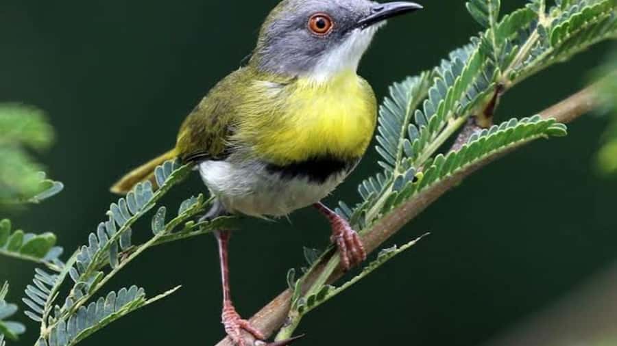 6hrs of Birdwatching in Nairobi National park - Key points to know before you book