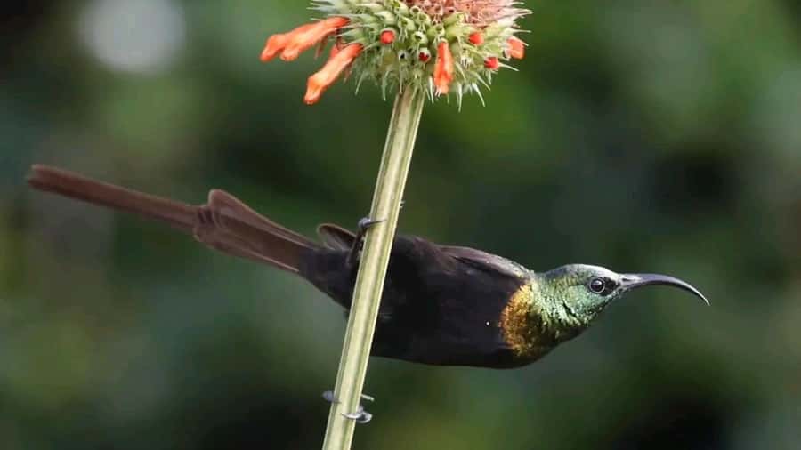 6hrs of Birdwatching in Nairobi National park - Dry forest: the best place to tune your ears