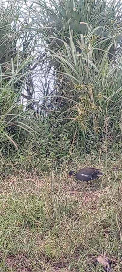 6hrs of Birdwatching in Nairobi National park - The bird list is more useful than it first sounds
