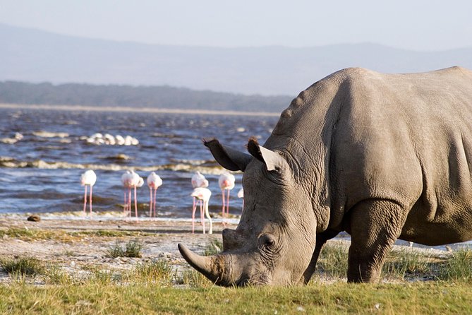 7 Day Maasai Mara, Lake Nakuru, Lake Naivasha and Amboseli Safari - Day 4: White rhinos, flamingos, and Lake Naivasha by boat