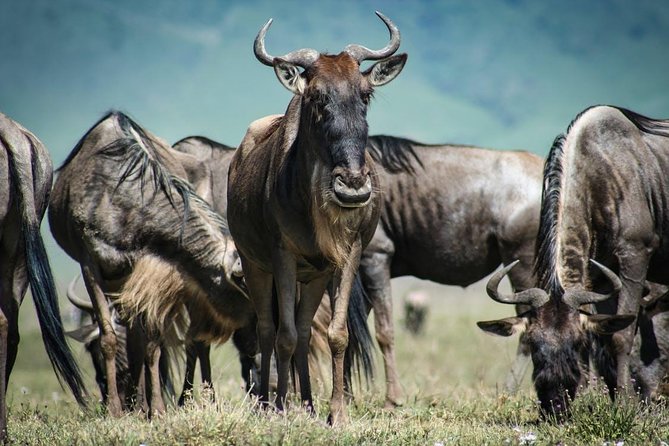 7 Day Maasai Mara, Lake Nakuru, Lake Naivasha and Amboseli Safari - Day 6: Amboseli elephants and Observation Hill
