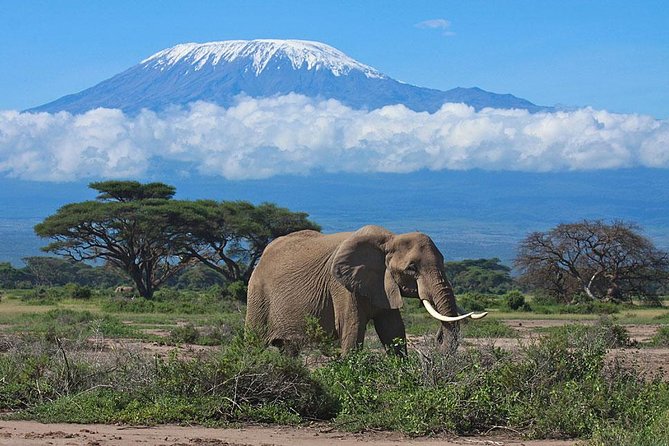 7 Day Maasai Mara, Lake Nakuru, Lake Naivasha and Amboseli Safari - Day 2: A full day in the Maasai Mara