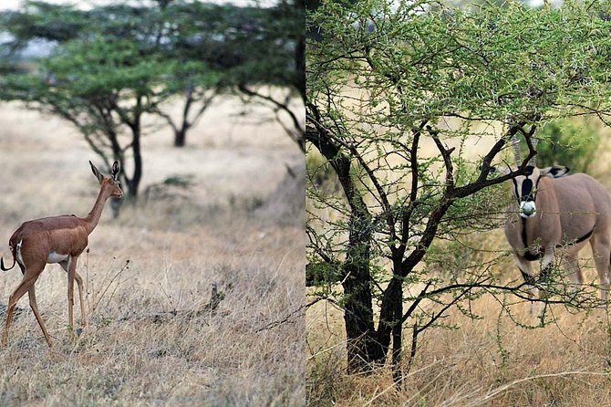 7 Day Maasai Mara, Lake Nakuru, Lake Naivasha and Samburu Safari - Day 2: A full Mara day and the Mara River