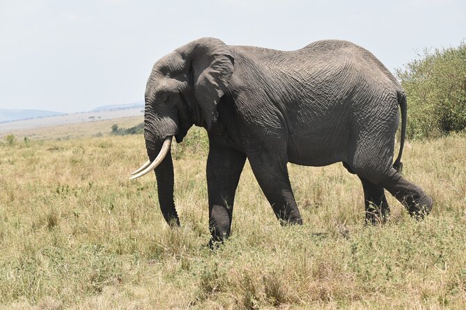 7 Day Private Jeep Safari, 5 star lodges with Balloon Ride Kenya - Day seven, a last look before Nairobi