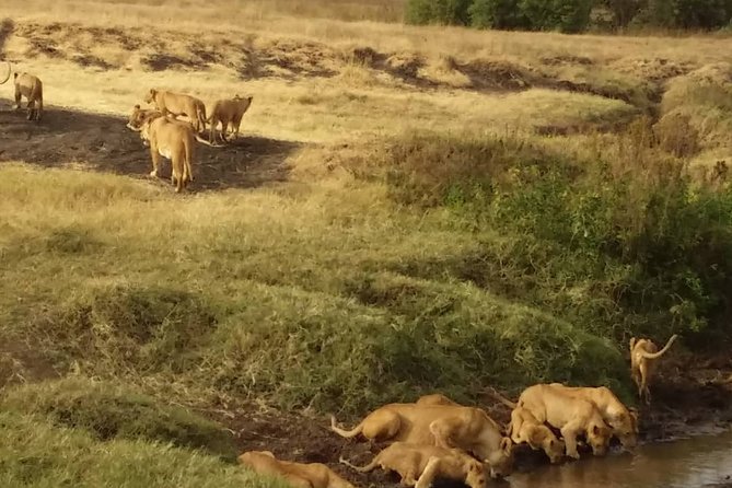 7-Day Private Safari to Amboseli National Park and Masai Mara - Key points to know before booking