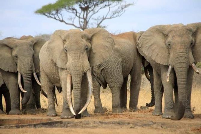 7-Day Private Safari to Amboseli National Park and Masai Mara - Four wildlife regions in seven days