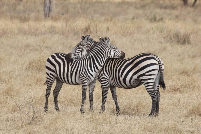 7-Day Private Safari to Amboseli National Park and Masai Mara - Lake Nakuru: rhinos, flamingos, and a packed day