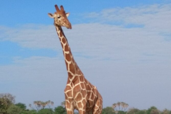 7-Day Private Safari to Amboseli National Park and Masai Mara - Masai Mara: two days where the schedule opens up