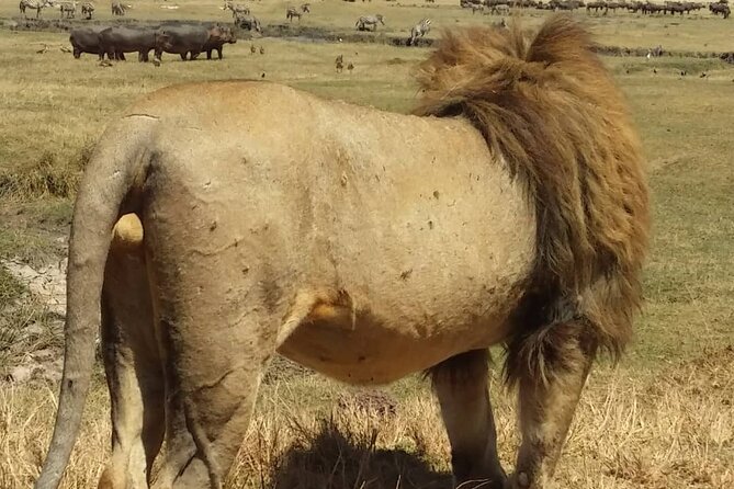 7-Day Private Safari to Amboseli National Park and Masai Mara - Meals, lodging, and the daily rhythm