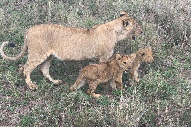 7-Day Private Safari to Amboseli National Park and Masai Mara - Who will get the most from this safari