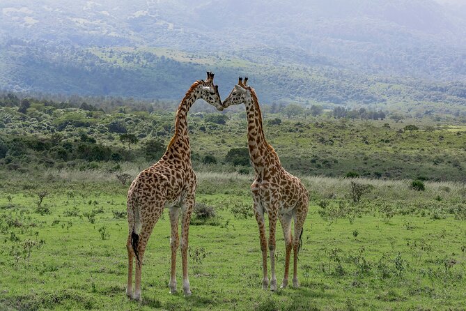 7-Day Private Tour in Kenya National Parks From Nairobi / Mombasa - Day 6: Amboseli elephants and Observation Hill