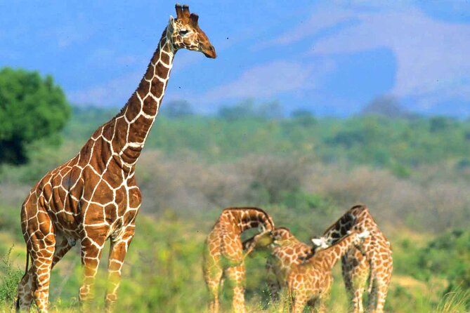 7-Day Private Tour in Kenya National Parks From Nairobi / Mombasa - Day 7: A final Amboseli drive and return to Nairobi