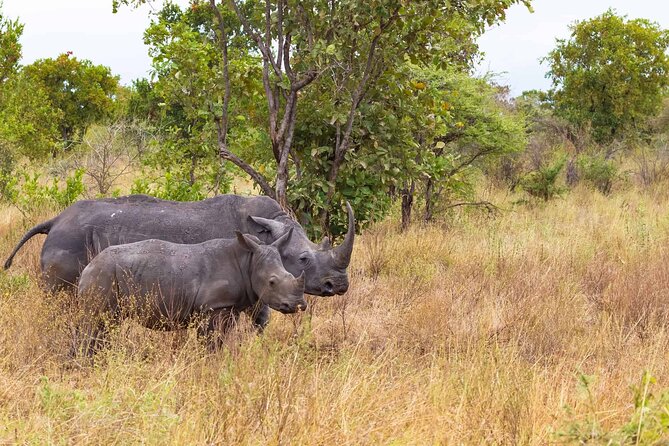 7-Day Private Tour in Kenya National Parks From Nairobi / Mombasa - Day 3: Rhinos and changing flamingo numbers at Lake Nakuru