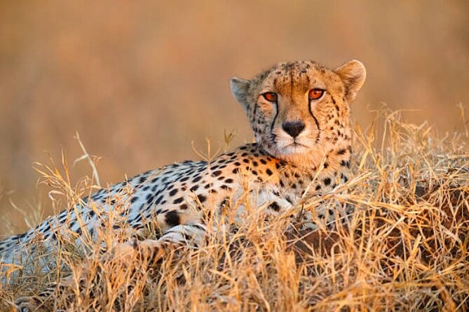 7-Day Safari to Maasai Mara, Lake Naivasha and Amboseli from Nairobi - Nairobi to Maasai Mara, with the Great Rift Valley on day one