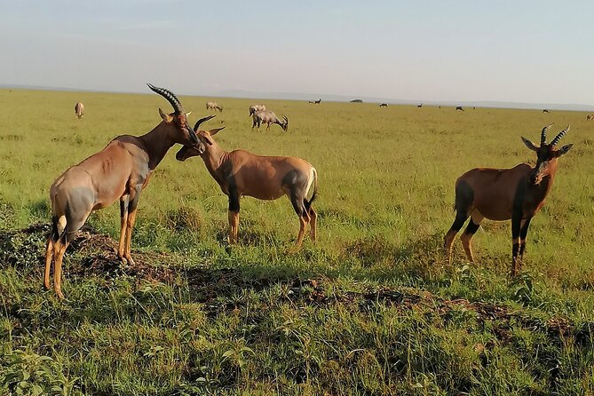 7-Day Safari to Maasai Mara, Lake Naivasha and Amboseli from Nairobi - Two game drives in Amboseli
