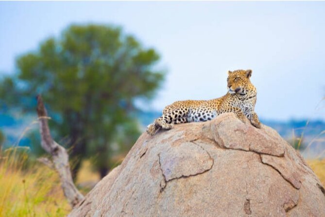 7-Day Safari to Maasai Mara, Lake Naivasha and Amboseli from Nairobi - A full day beside the Mara River