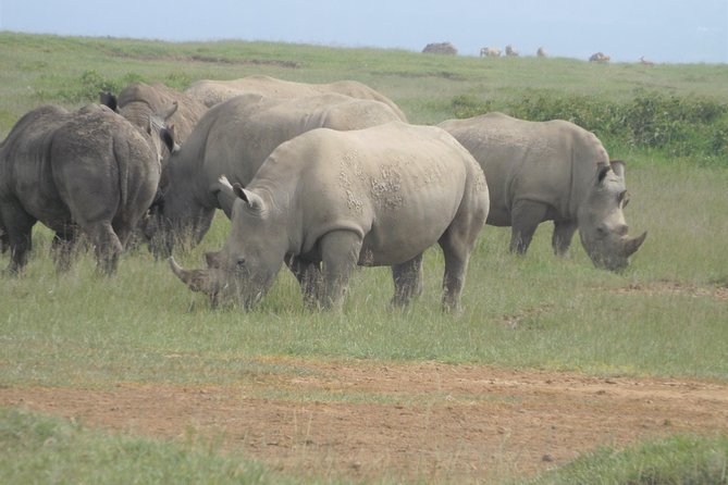 7 Days Amboseli-Lake Naivasha-Lake Nakuru & Masai Mara - Day four: Rhinos and flamingos at Lake Nakuru