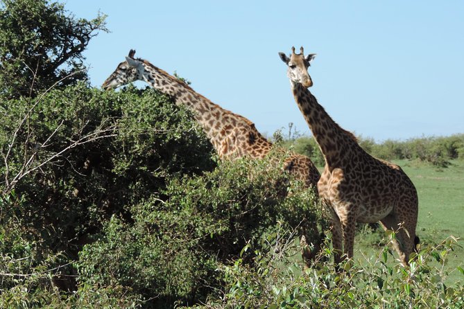 7 Days Amboseli-Lake Naivasha-Lake Nakuru & Masai Mara - Day six: The best chance for a long Mara game drive