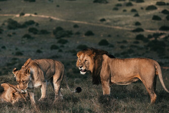 7 Days Best of Kenya Wildlife Safari - Why this route works in seven days