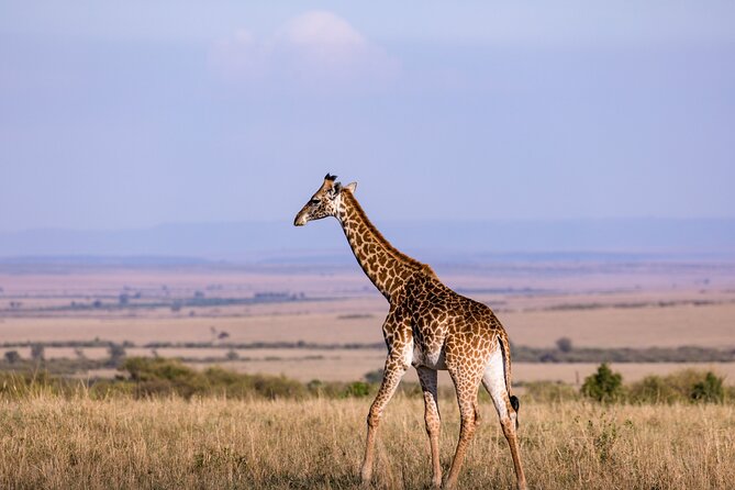 7 Days Best of Kenya Wildlife Safari - Day 7: One final drive, then Nairobi