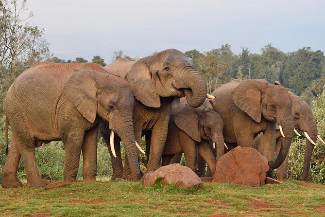 7 Days Breathtaking Kenya Wildlife Private Safari - Day 3: Aberdare forests and The Ark Lodge