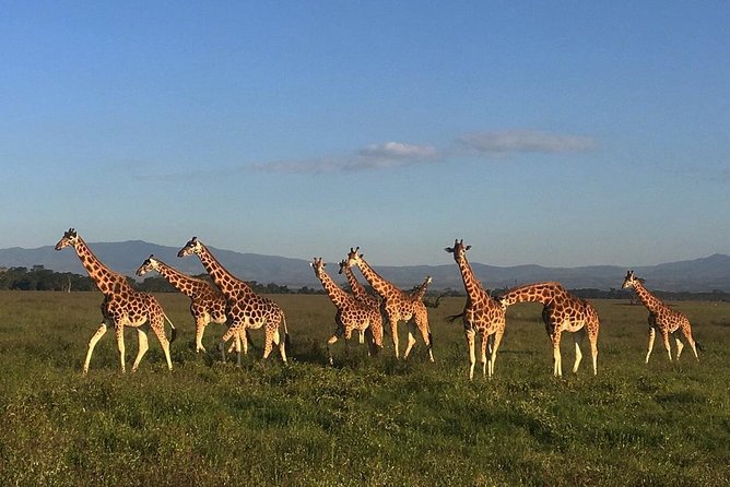7 days Group Safari Masai Mara Lake Nakuru Hells gate & Amboseli - A fast route from Nairobi to the Maasai Mara