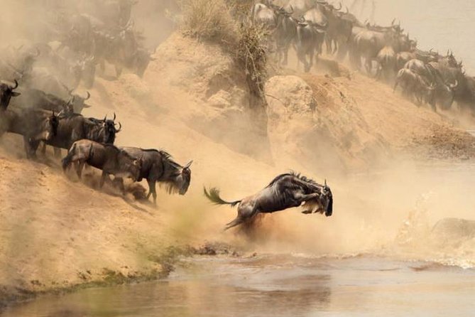 7 days Group Safari Masai Mara Lake Nakuru Hells gate & Amboseli - Who should choose this safari