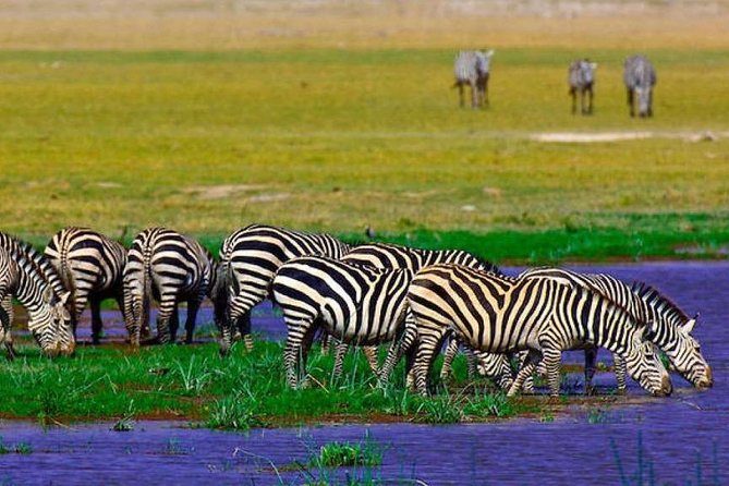 7 Days Into the Wild Wonder : Lodge Safari with Private 4x4 JEEP - Day 4: A slower water day at Lake Naivasha
