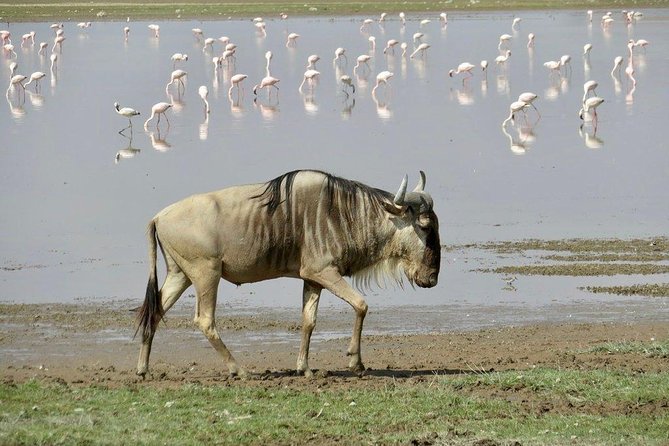 7 Days Into the Wild Wonder : Lodge Safari with Private 4x4 JEEP - Day 5: Long transfer to Amboseli and an evening drive
