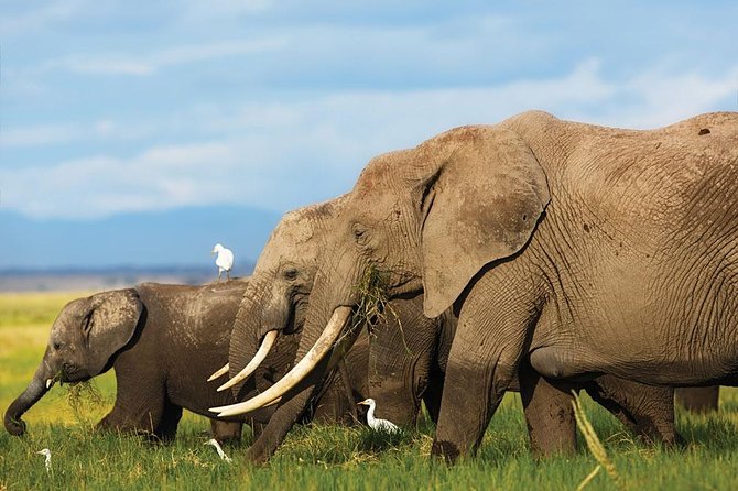 7 Days Into the Wild Wonder : Lodge Safari with Private 4x4 JEEP - Day 6: Full-day Amboseli with elephants and watering holes