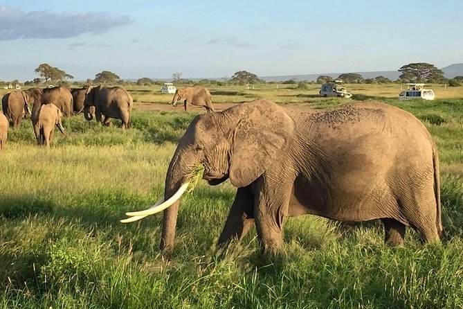 7 Days Into the Wild Wonder : Lodge Safari with Private 4x4 JEEP - Day 7: Returning to Nairobi