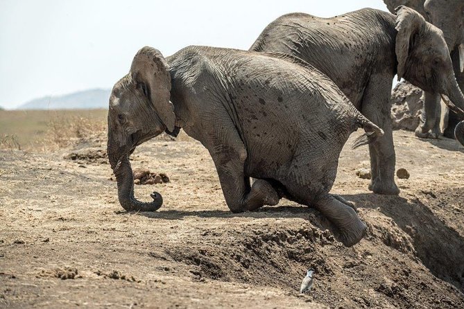 7 Days Kenya Luxury Safaris - Masai Mara NR, Amboseli NP and Lake Nakuru NP - Food, lodging, and the meaning of luxury