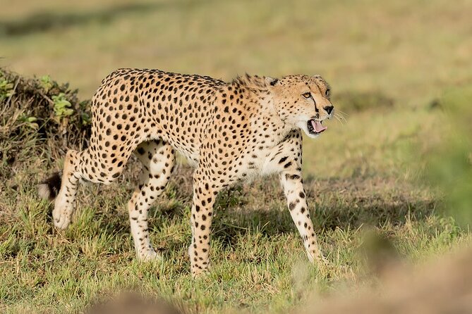 7-Days Kenya Safari Samburu, Aberdare, Lake Nakuru, & Maasai Mara - Why Samburu is the right first stop