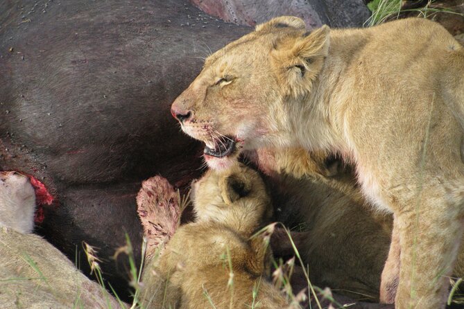 7-Days Kenya Safari Samburu, Aberdare, Lake Nakuru, & Maasai Mara - What the private format really gives you