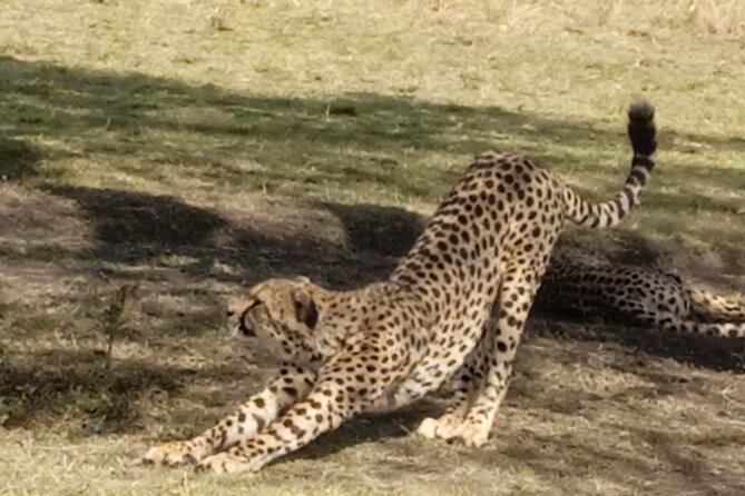 7 Days Kenyan Safaris - Three days among lions and wildebeest in Maasai Mara