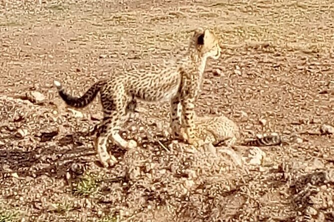 7 Days Kenyan Safaris - Amboseli and the view of Kilimanjaro