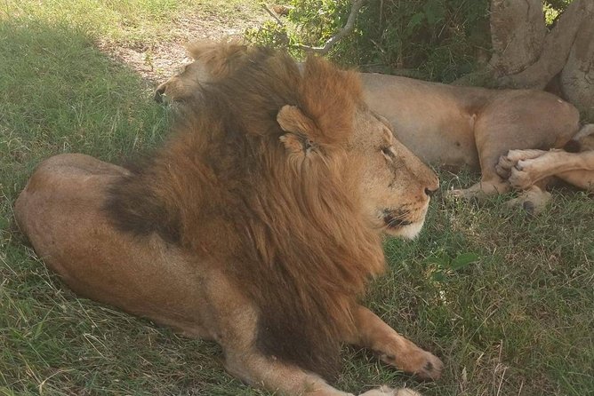 7 Days maasai mara - lake nakuru - lake naivasha- amboseli safari. - What $1,400 buys you on this Kenya safari