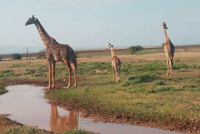 7 Days maasai mara - lake nakuru - lake naivasha- amboseli safari. - Day 2: A full Maasai Mara game drive and village visit