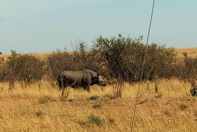 7 Days maasai mara - lake nakuru - lake naivasha- amboseli safari. - Day 3: Leaving the Mara for the Lake Nakuru region
