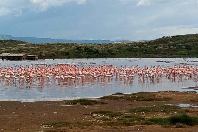 7 Days maasai mara - lake nakuru - lake naivasha- amboseli safari. - Day 7: A final Amboseli drive and return to Nairobi