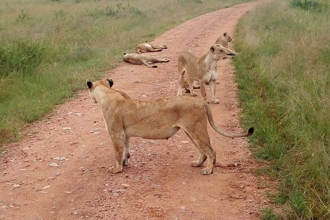 7 Days Maasai Mara, Lakes Nakuru, Naivasha & Amboseli Group Tour - Day 3: Leaving the Mara for Nakuru