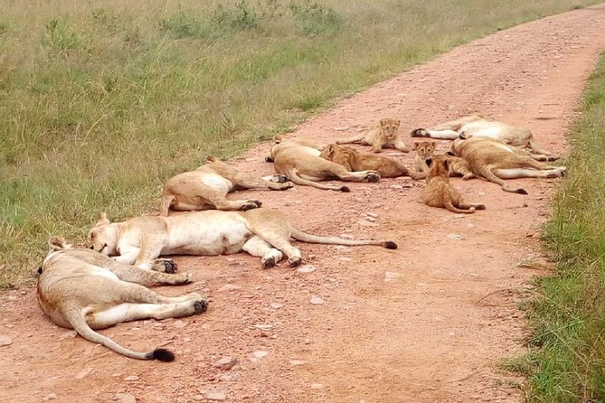7 Days Maasai Mara, Lakes Nakuru, Naivasha & Amboseli Group Tour - Day 1: From Nairobi to Maasai Mara