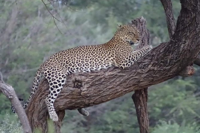 7 Days Maasai Mara National park , Amboseli parks and Nakuru safaris - Why this route works in seven days