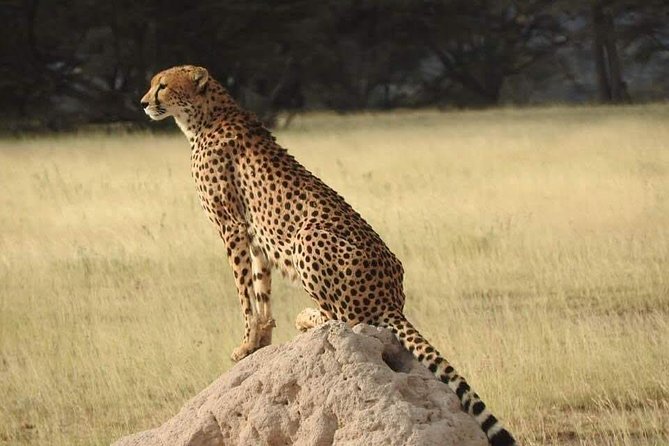7 Days Maasai Mara National park , Amboseli parks and Nakuru safaris - Day 6: Another Mara day, or a paid extra