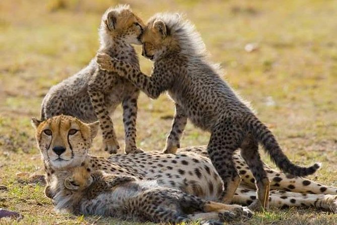 7 Days Maasai Mara National park , Amboseli parks and Nakuru safaris - Day 1: Elephants and Kilimanjaro in Amboseli