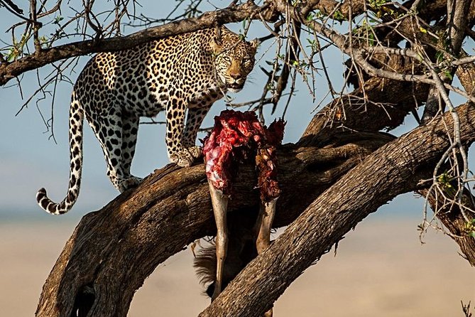 7 Days Mara/L.Naivasha/L.Nakuru/Amboseli - Day 4: Lake Nakuru and a bird-rich park