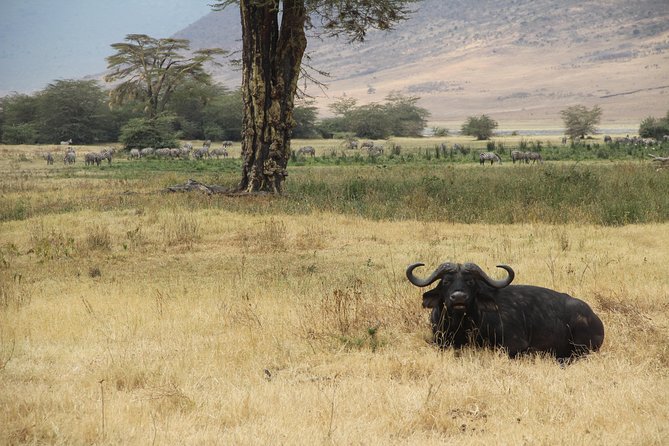 7 Days Mara/L.Naivasha/L.Nakuru/Amboseli - Day 6: A full day with Amboseli’s elephants