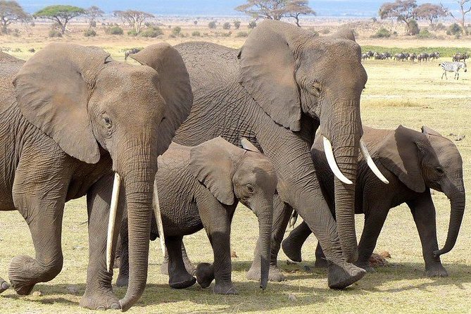 7 Days Mara/L.Naivasha/L.Nakuru/Amboseli - Day 7: One last drive and return to Nairobi